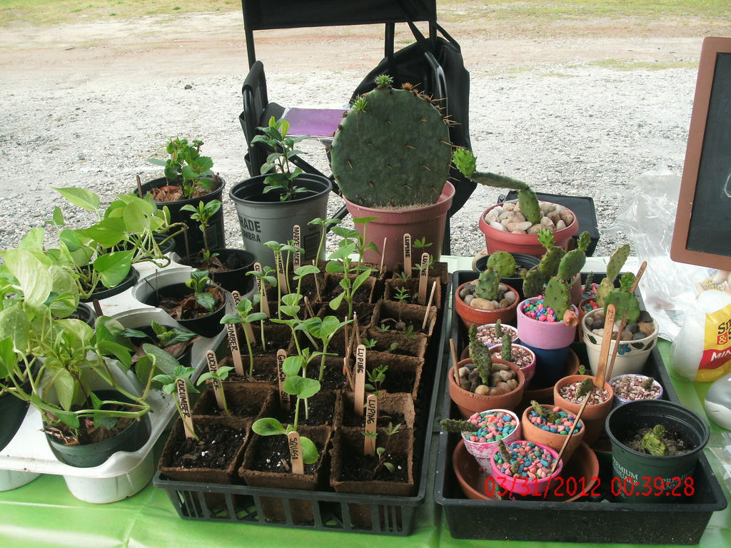 Market_plants